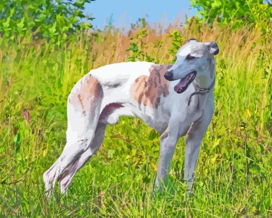 Greyhound painting by numbers.jpeg