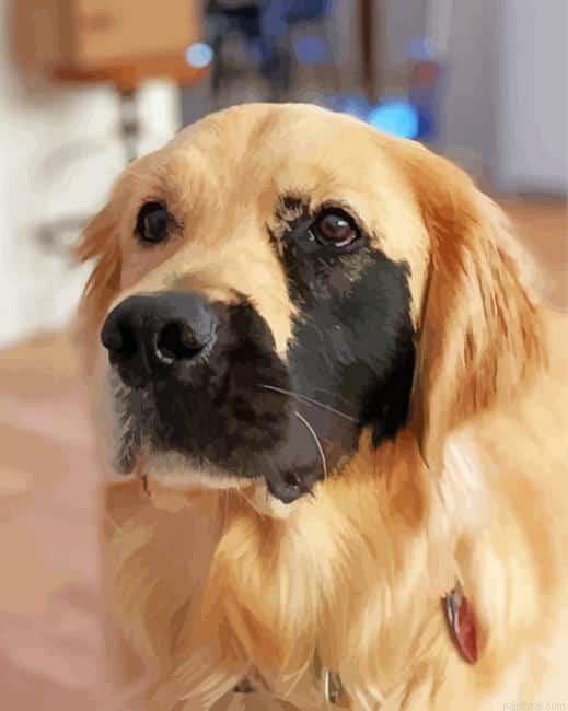 Half beige half black golden retriever painting by numbers.jpeg