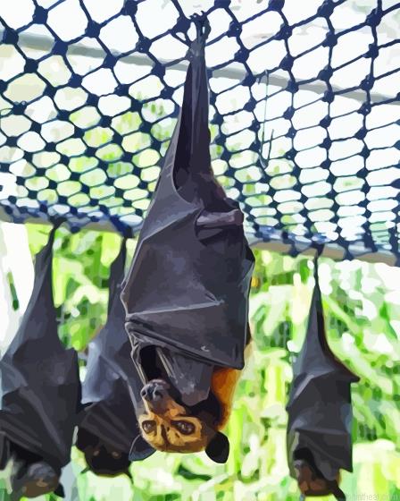 Hanging giant golden crowned flying fox painting by numbers.jpeg