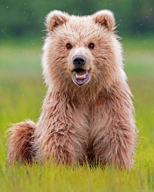 Happy baby bear painting by numbers.jpeg