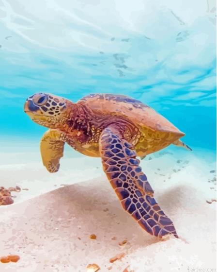 Hawaii turtle painting by numbers.jpeg