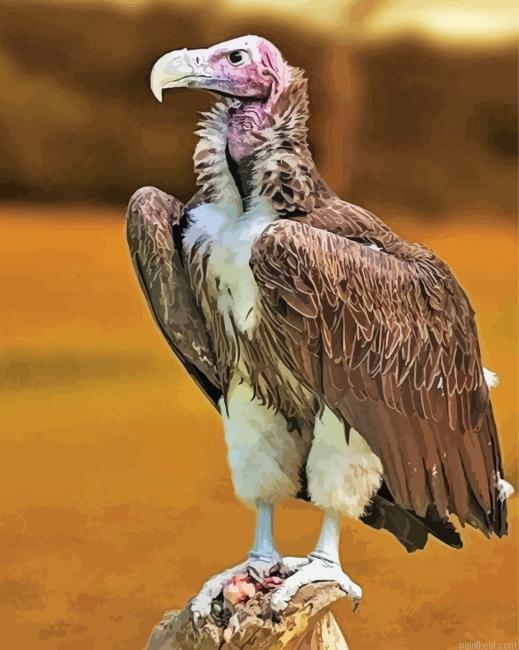 Himalayan vulture bird animal painting by numbers.jpeg