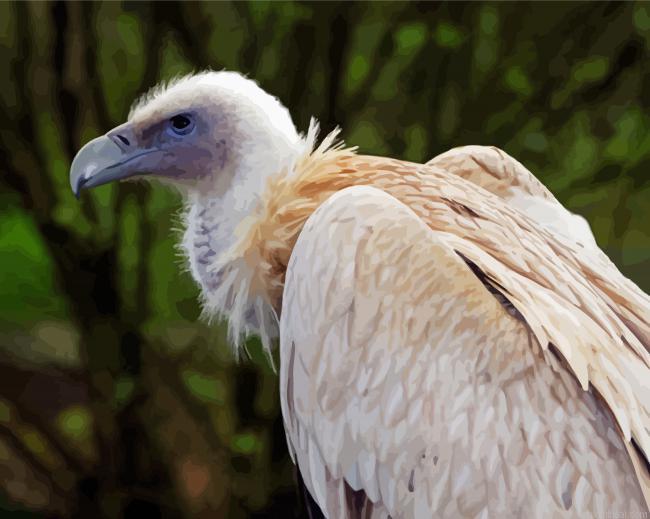 Himalayan vulture bird painting by numbers.jpeg