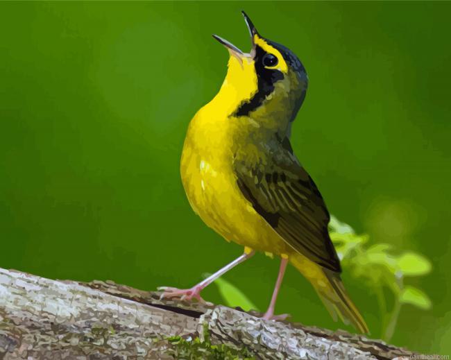 Kentucky warbler yellow bird painting by numbers.jpeg