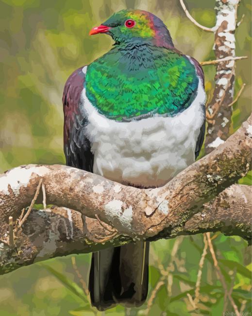 Kereru new zealand pigeon painting by numbers.jpeg