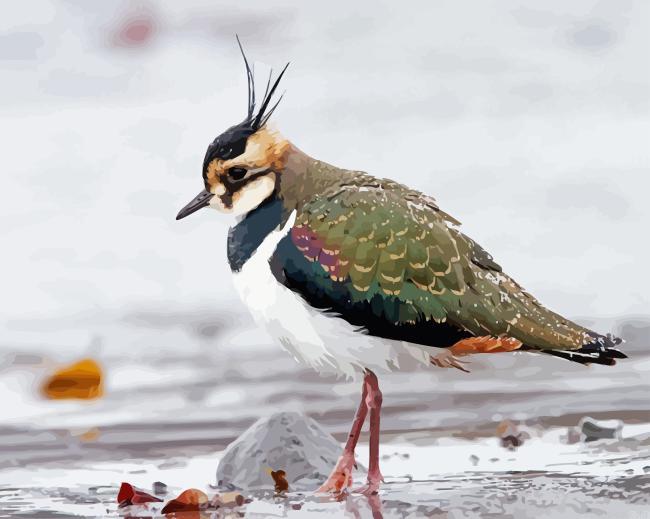 Lapwing bird painting by numbers.jpeg
