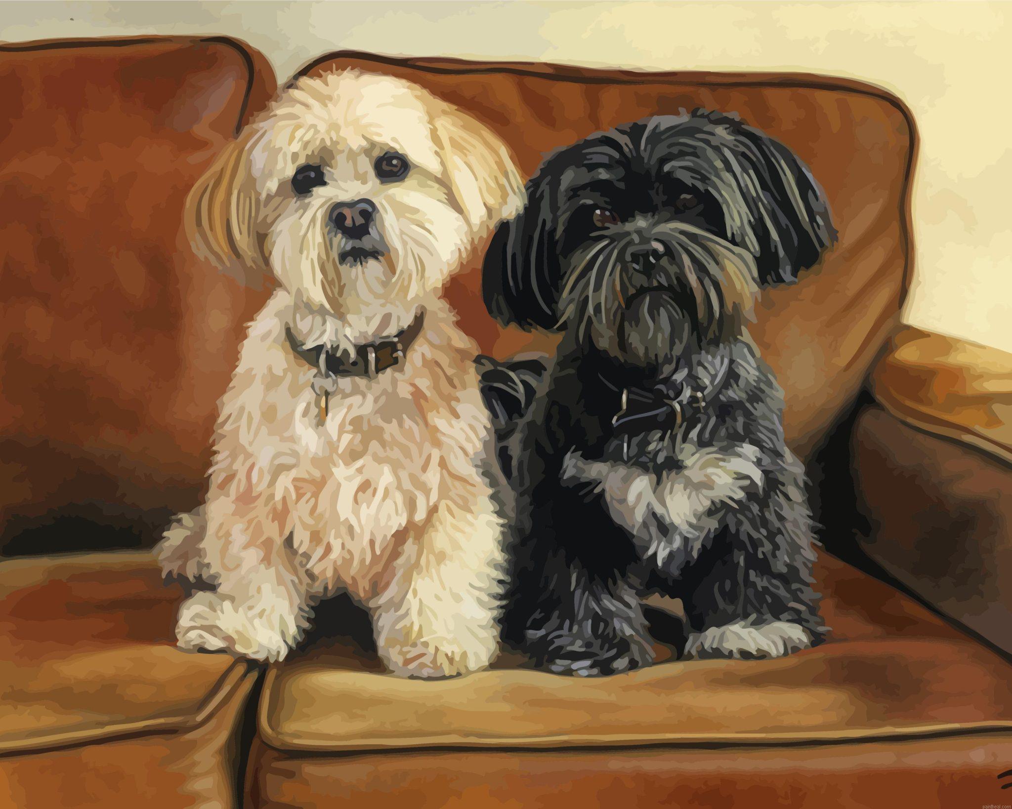 Lhasa apso dogs painting by numbers.jpeg