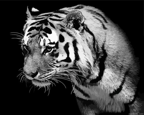 Lonely black and white tiger painting by numbers.jpeg