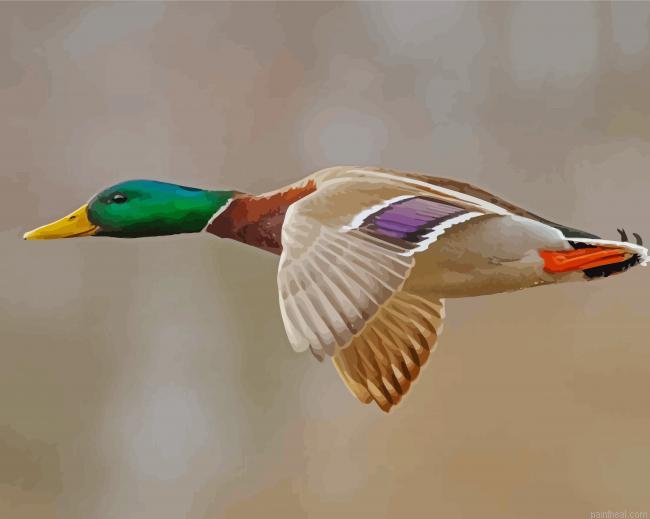 Mallard ducks with green head flying painting by numbers.jpeg