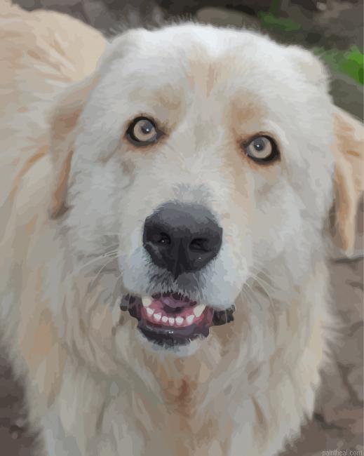 Maremma sheepdog painting by numbers.jpeg