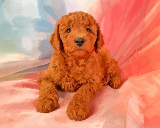 Mini red golden doodle painting by numbers.jpeg