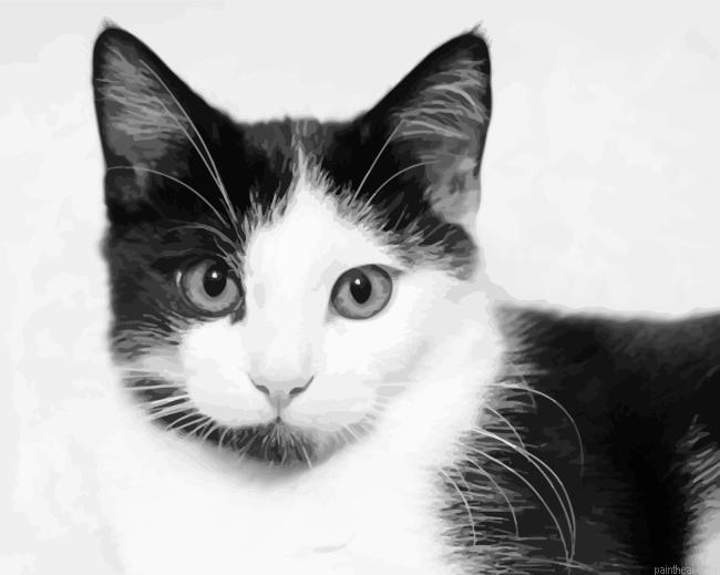 Monochrome cat painting by numbers.jpeg