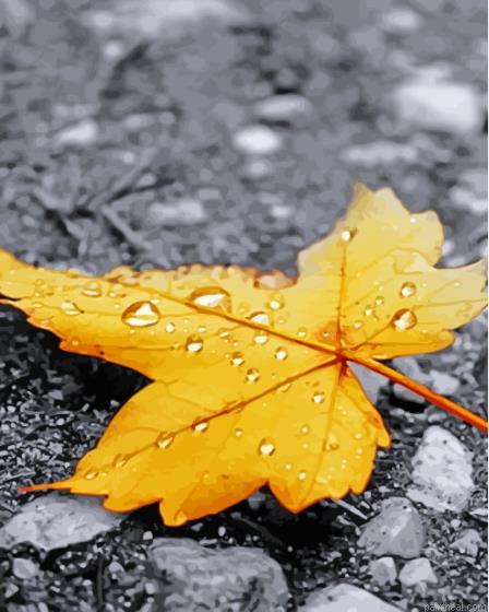 Monochrome maple in the rain painting by numbers.jpeg