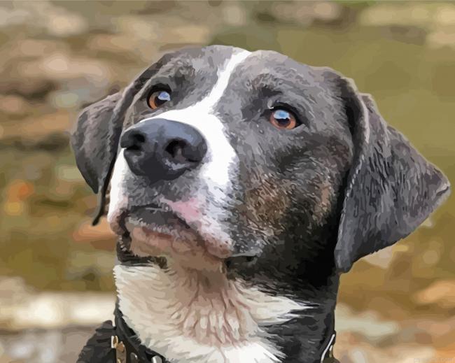 Mountain cur dog painting by numbers.jpeg