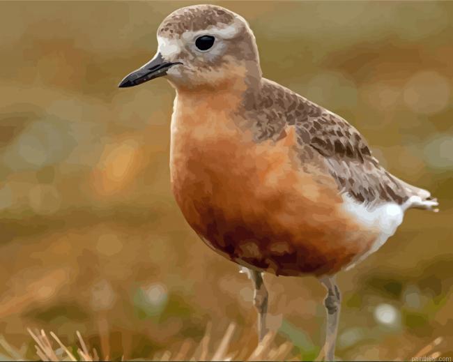 New zealand dotterel painting by numbers.jpeg