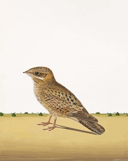 Nightjars art painting by numbers.jpeg