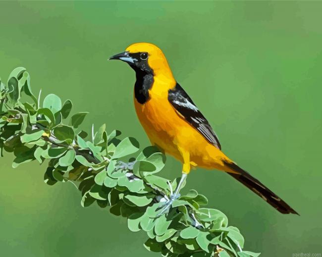 Old world orioles bird painting by numbers.jpeg
