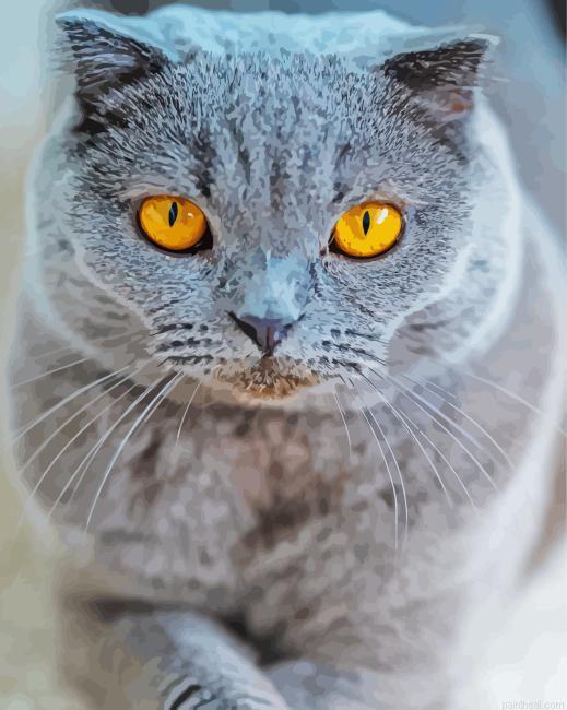 Orange eye cat painting by numbers.jpeg