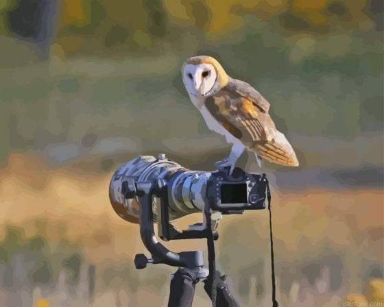 Owl bird and camera painting by numbers.jpeg