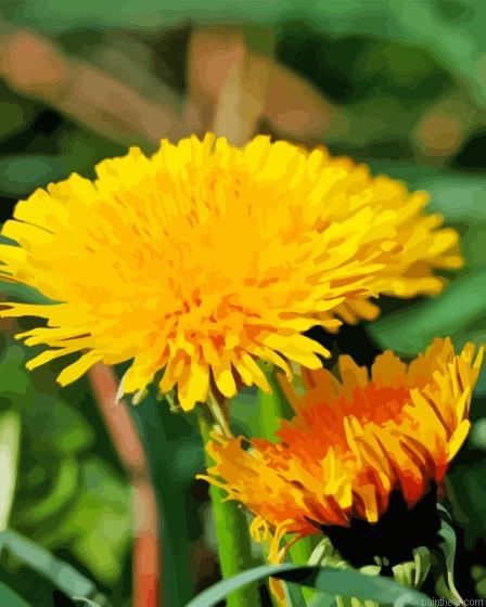 Paardenbloem common dandelion painting by numbers.jpeg