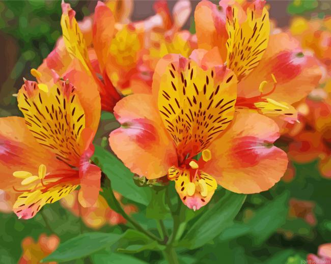 Peachy alstroemeria flower painting by numbers.jpeg