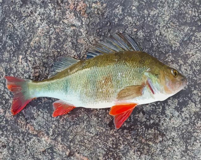Perch fish painting by numbers.jpeg