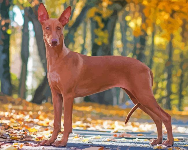 Pharaoh hound hunting dog painting by numbers.jpeg