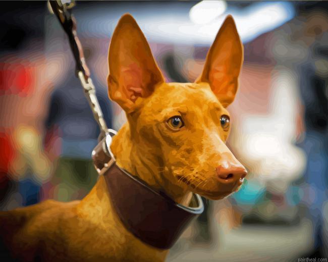 Pharaoh hound pet painting by numbers.jpeg