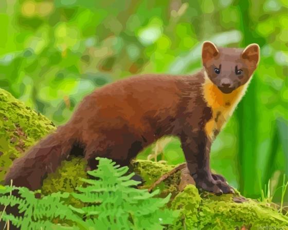 Pine marten animal painting by numbers.jpeg