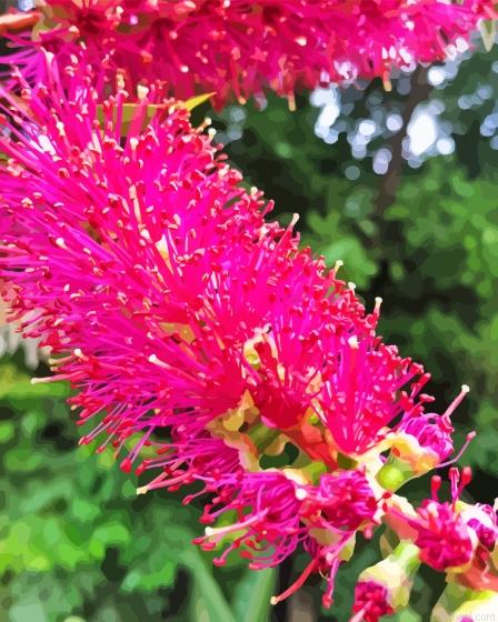 Pink bottle brush plant painting by numbers.jpeg