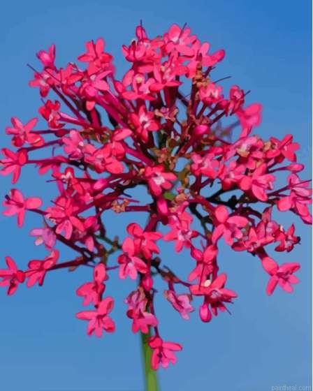 Pink valerian flowring plant painting by numbers.jpeg