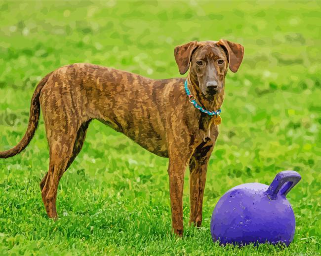 Plott hound animal painting by numbers.jpeg