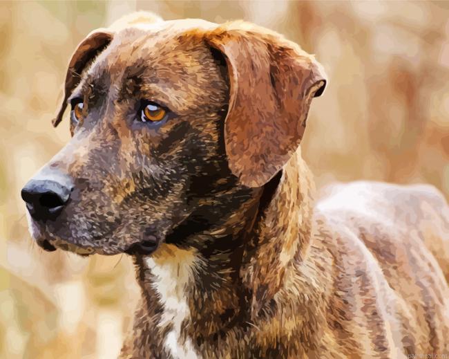 Plott hound pet painting by numbers.jpeg