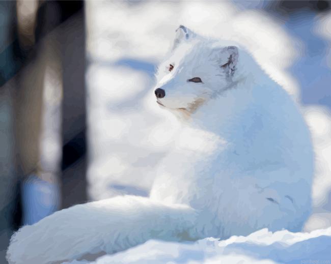 Polar fox animal painting by numbers.jpeg