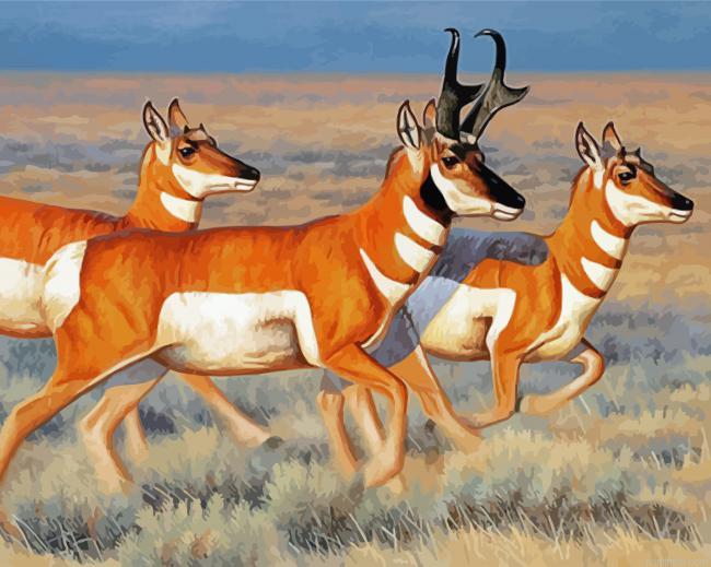 Pronghorn deer painting by numbers.jpeg