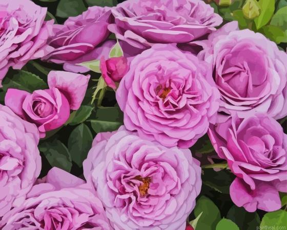 Purple fairy tale roses painting by numbers.jpeg