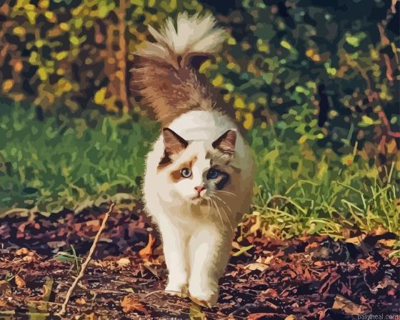 Ragdoll cat painting by numbers.jpeg