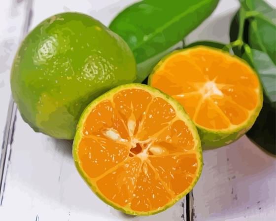 Rangpur fruit painting by numbers.jpeg