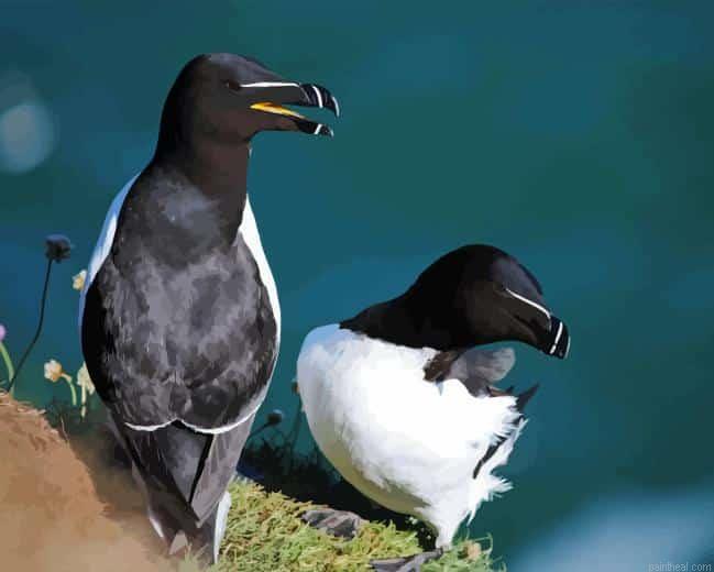 Razorbill bird painting by numbers.jpeg