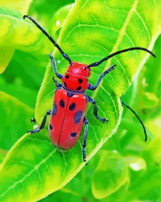 Red beetle painting by numbers.jpeg