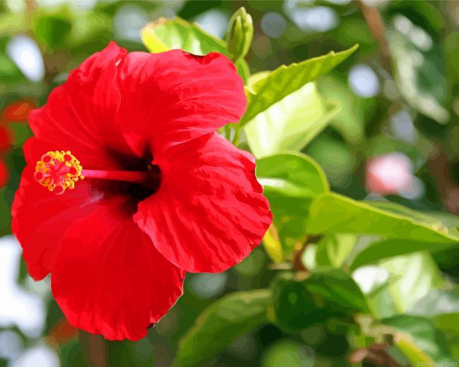 Red shoeblack plant painting by numbers.jpeg