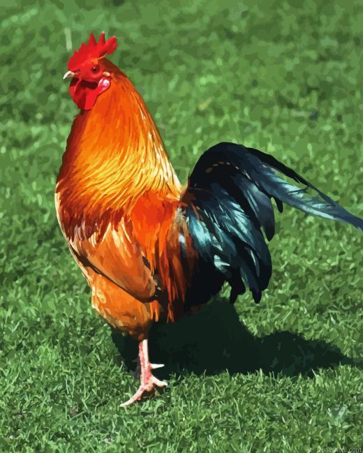 Rhode island red painting by numbers.jpeg