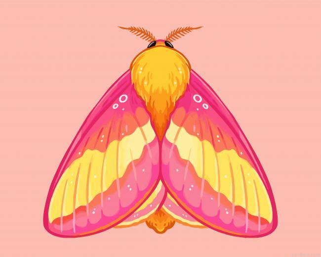 Rosy maple moth art painting by numbers.jpeg