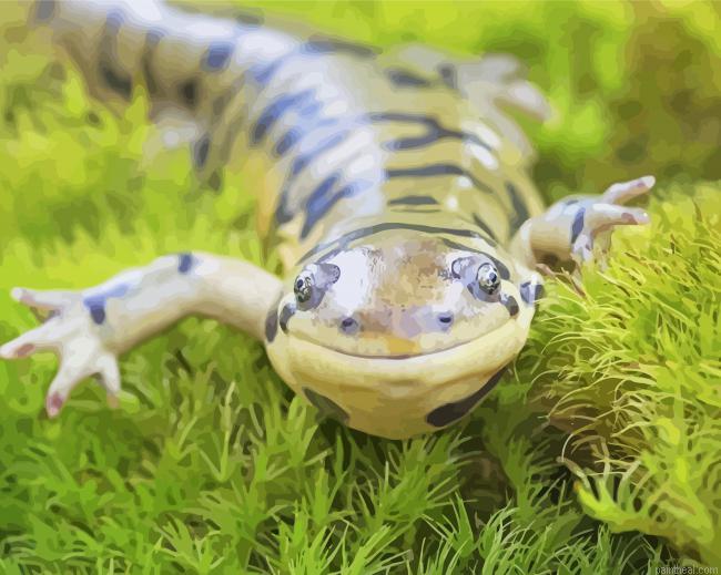 Salamander face painting by numbers.jpeg