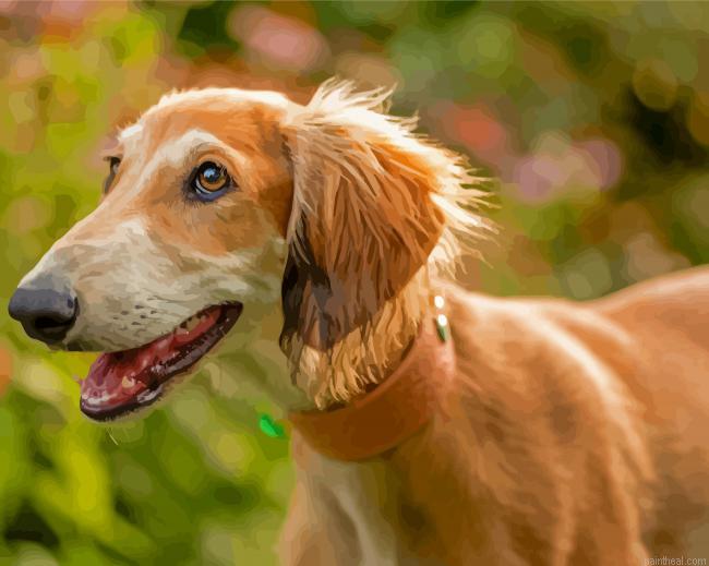 Saluki dog painting by numbers.jpeg