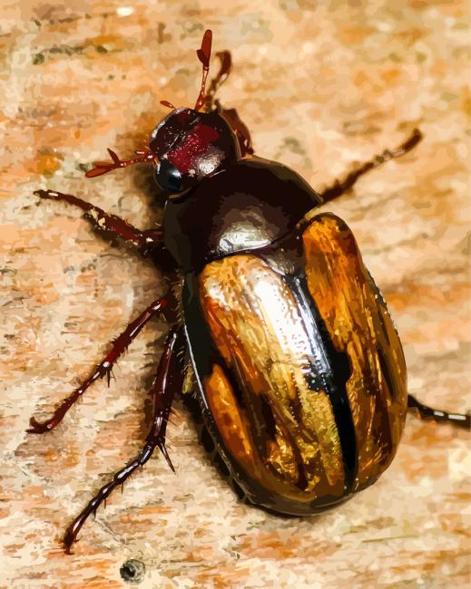 Scarab insect painting by numbers.jpeg
