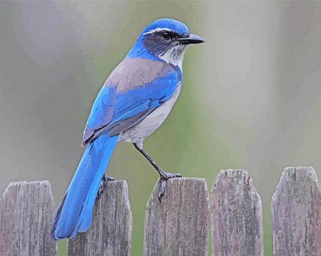 Scrub jays bird painting by numbers.jpeg