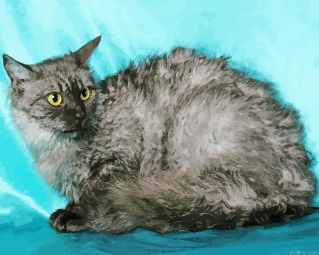 Selkirk rex painting by numbers.jpeg