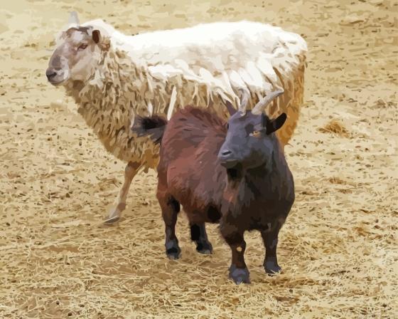 Sheep and goat painting by numbers.jpeg