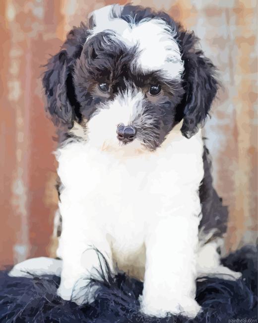 Sheepadoodle painting by numbers.jpeg